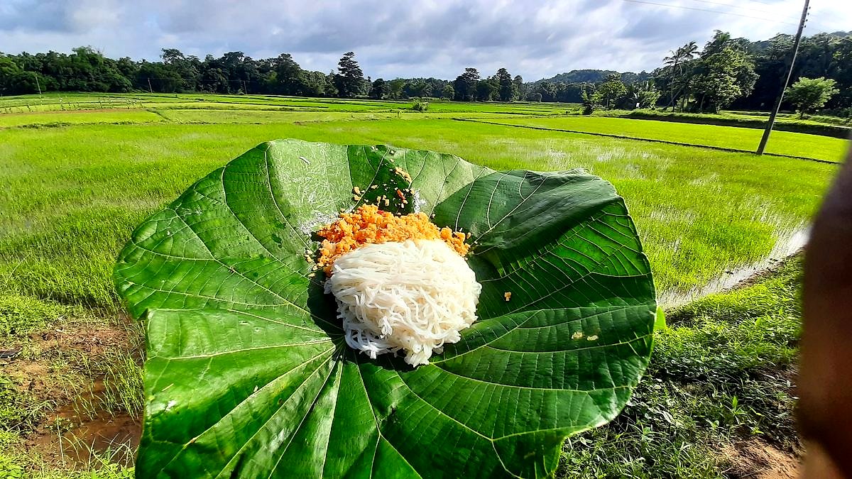 String hoppers served beside a rice paddy field in Sri Lanka, on a Volata Travels tour