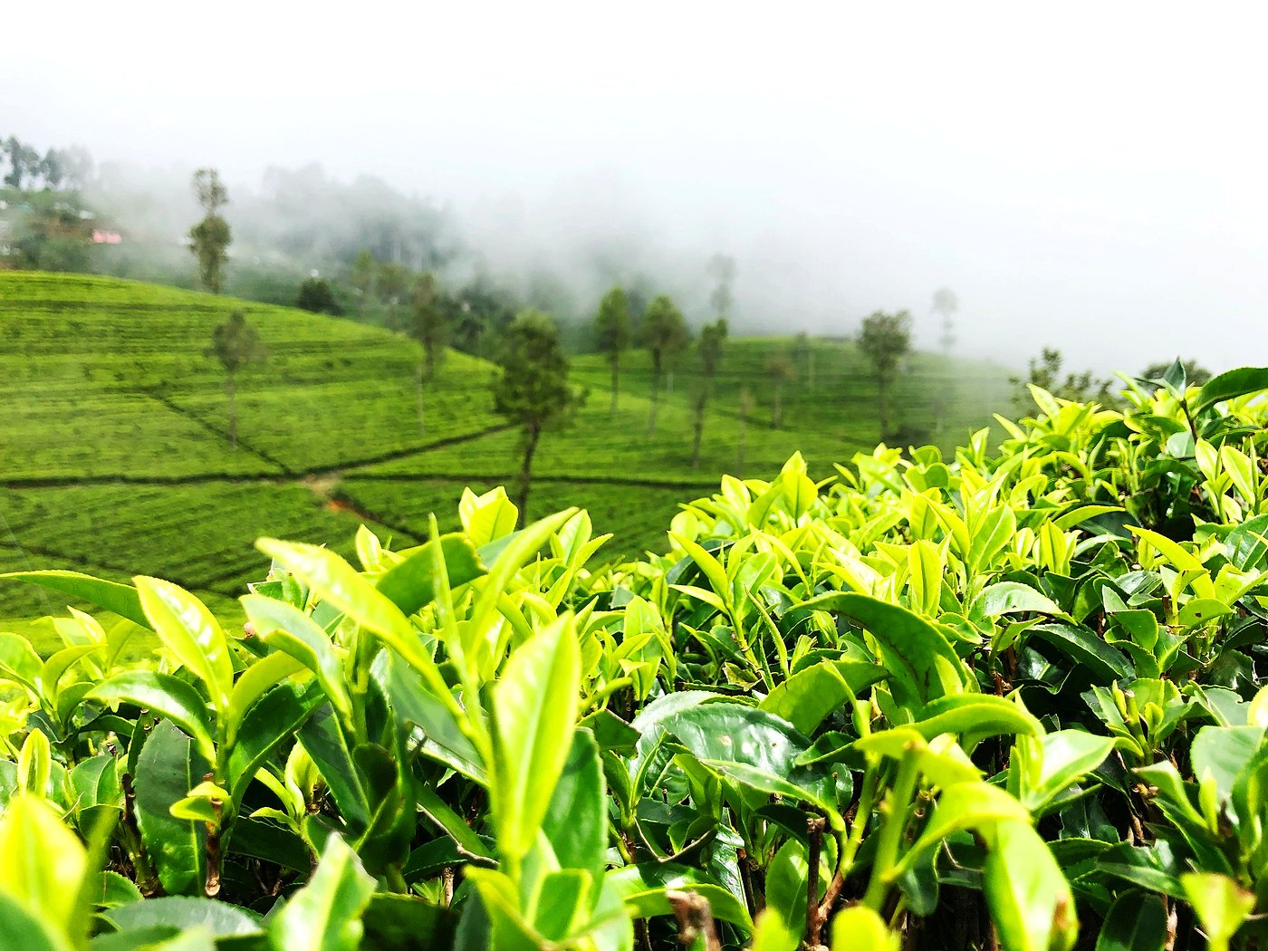 Close-up of tea leaves in the misty hills near Nuwara Eliya