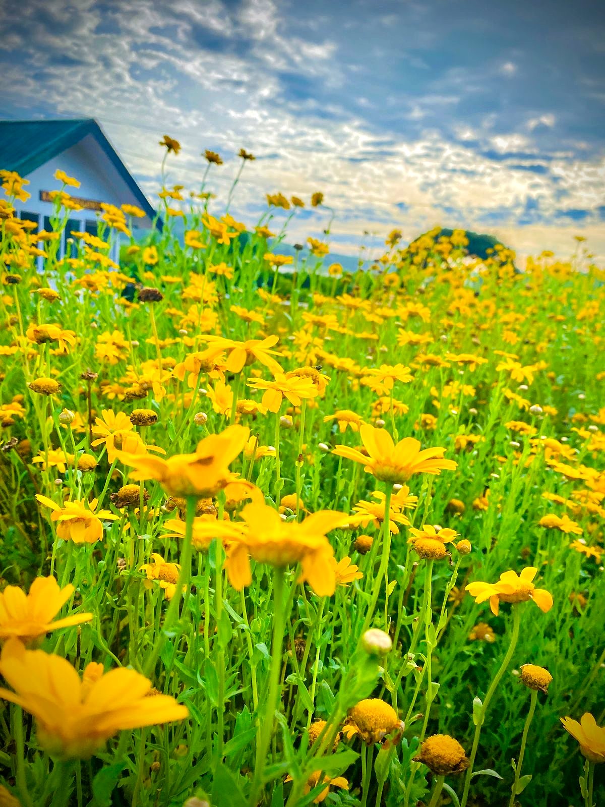 Wildflower fields in bloom in the Sri Lankan hill country