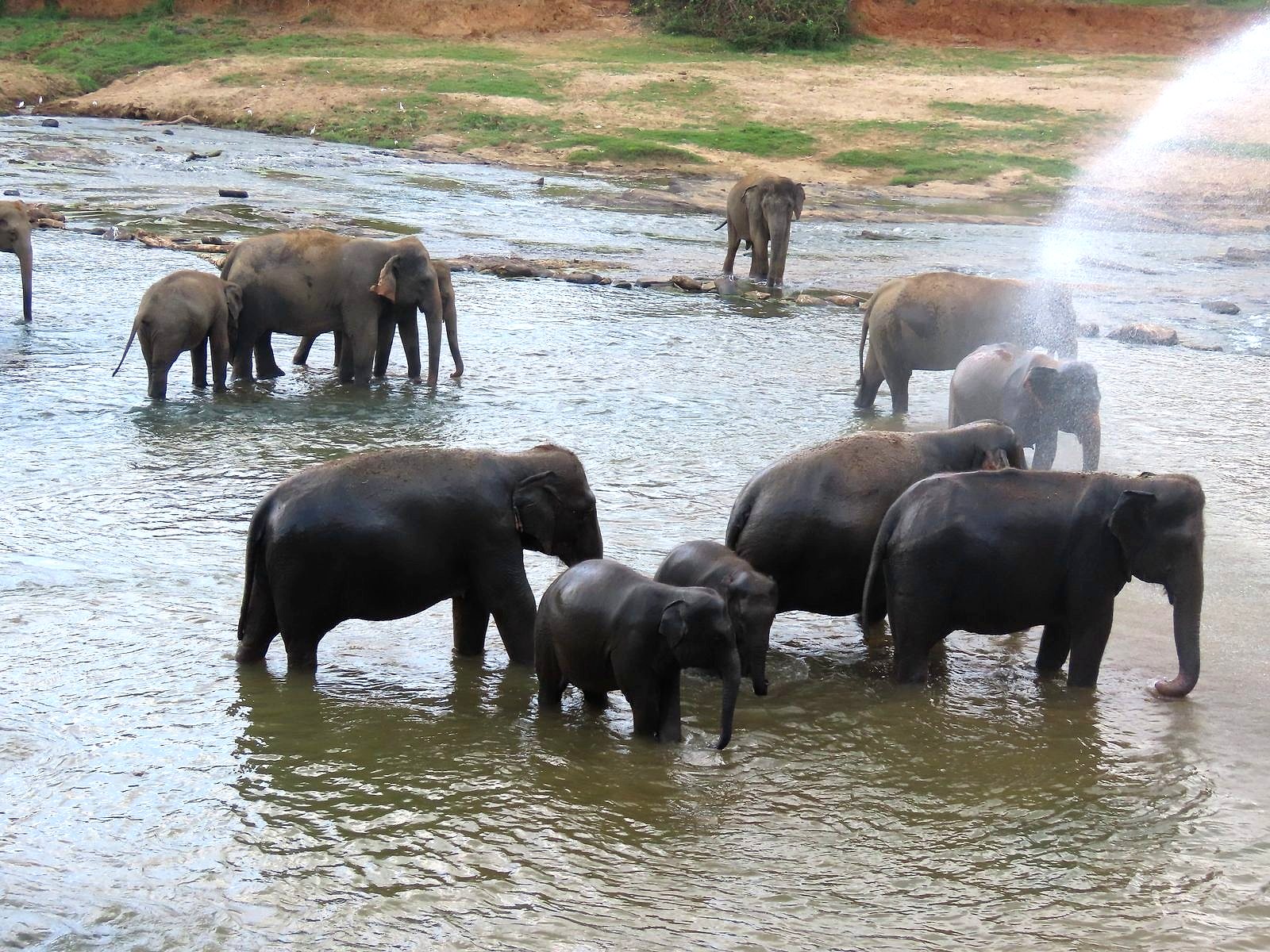 Elephants bathing at Pinnawala Elephant Orphanage, a highlight of the Kandy Cultural Escape tour