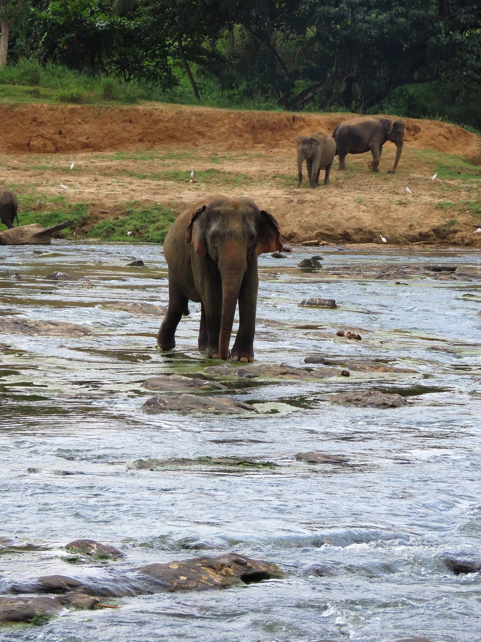 Elephants at Pinnawala Elephant Orphanage, a popular day trip from Kandy