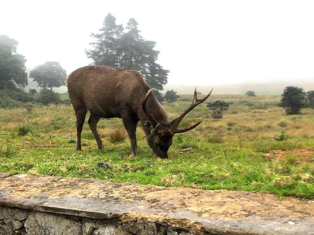 A sambar deer in the wild, seen on the Cultural Triangle, Hills and Yala Safari tour