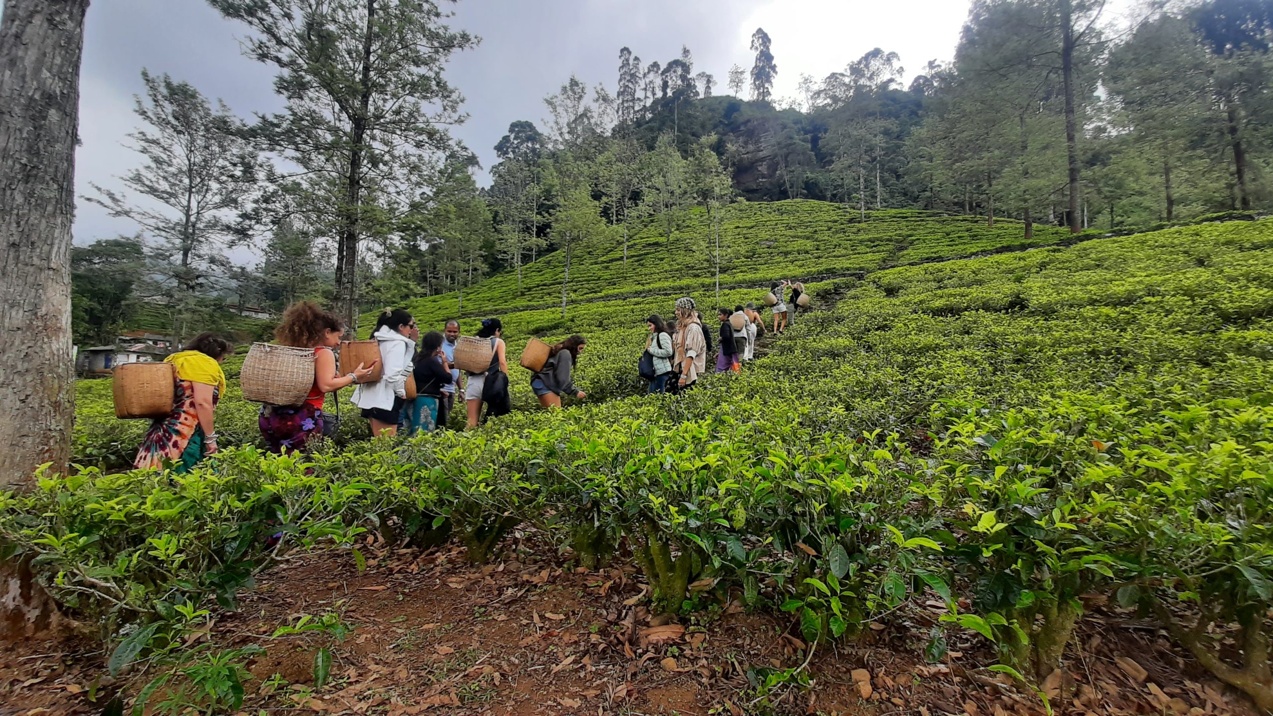 tea planation in Nuwara eliya 